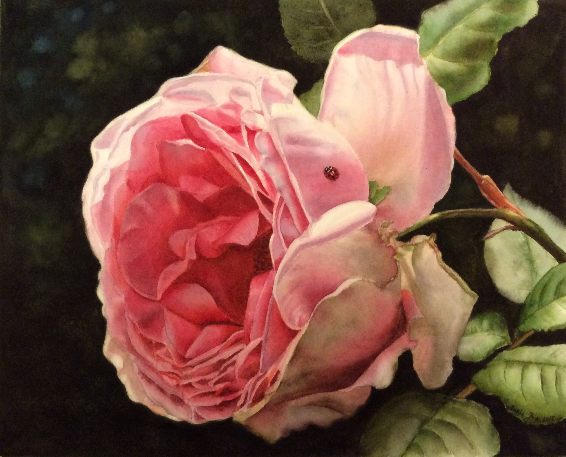 Rose with Ladybug - Pink Rose Painting - Watercolor painting of realistic roses by Doris Joa