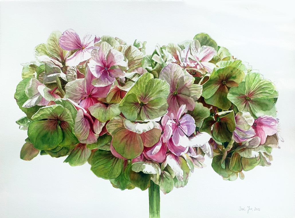 Hydrangea in Watercolor - Original Painting by Artist Doris Joa
