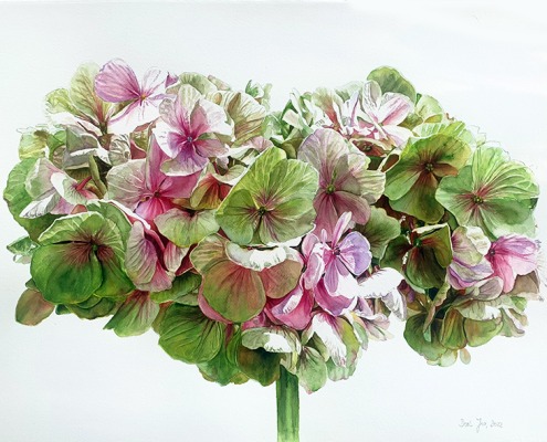 flower paintings in watercolor - hydrangea - bunch of green pink hydrangea by Doris Joa in watercolor