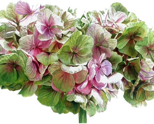 Large hydrangea painting, realism in watercolor