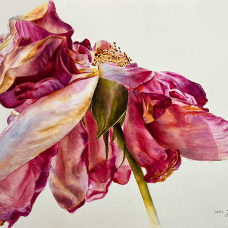 rose paintings - old vintage rose painted in watercolor by Doris Joa