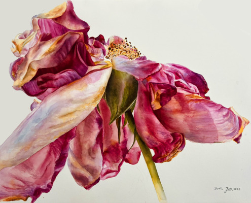 rose paintings - old vintage rose painted in watercolor by Doris Joa