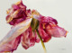 rose paintings - old vintage rose painted in watercolor by Doris Joa