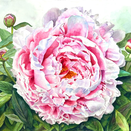 Blumenmalerei in Aquarell - Rosa Pfingstrose
