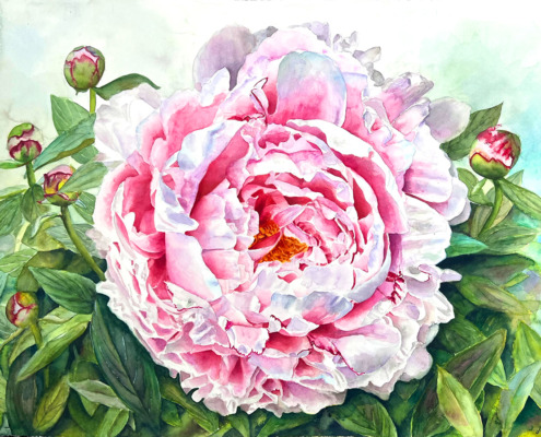 large pink Peony painting in watercolor by Doris Joa