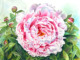 large pink Peony painting in watercolor by Doris Joa