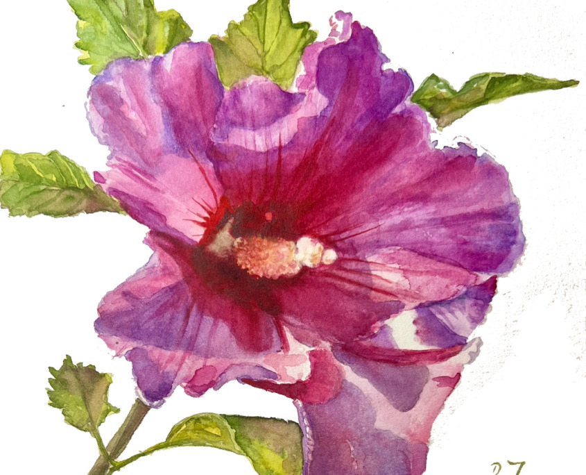 Hibiscus Painting of a pink hibiscus in watercolor - floral painting