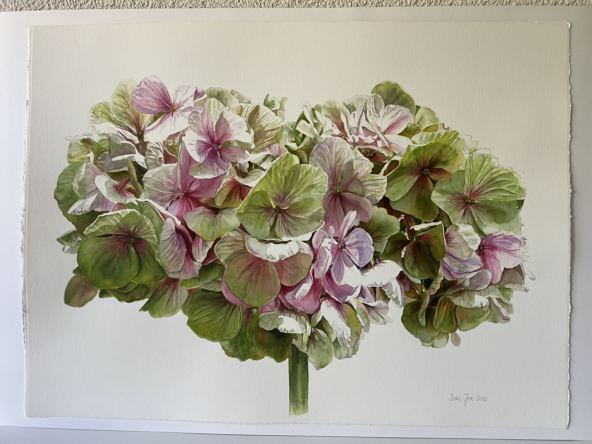 Zwei Blüten, ein Sommer – Großformatiges Hortensien-Aquarell – Bild 9