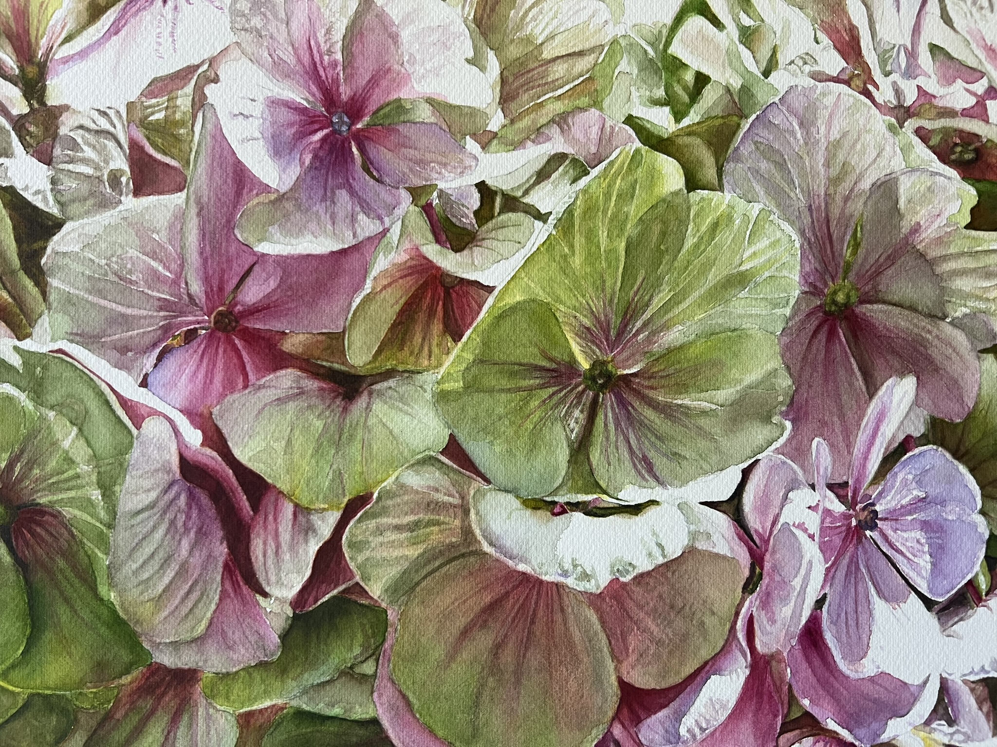 Zwei Blüten, ein Sommer – Großformatiges Hortensien-Aquarell – Bild 2