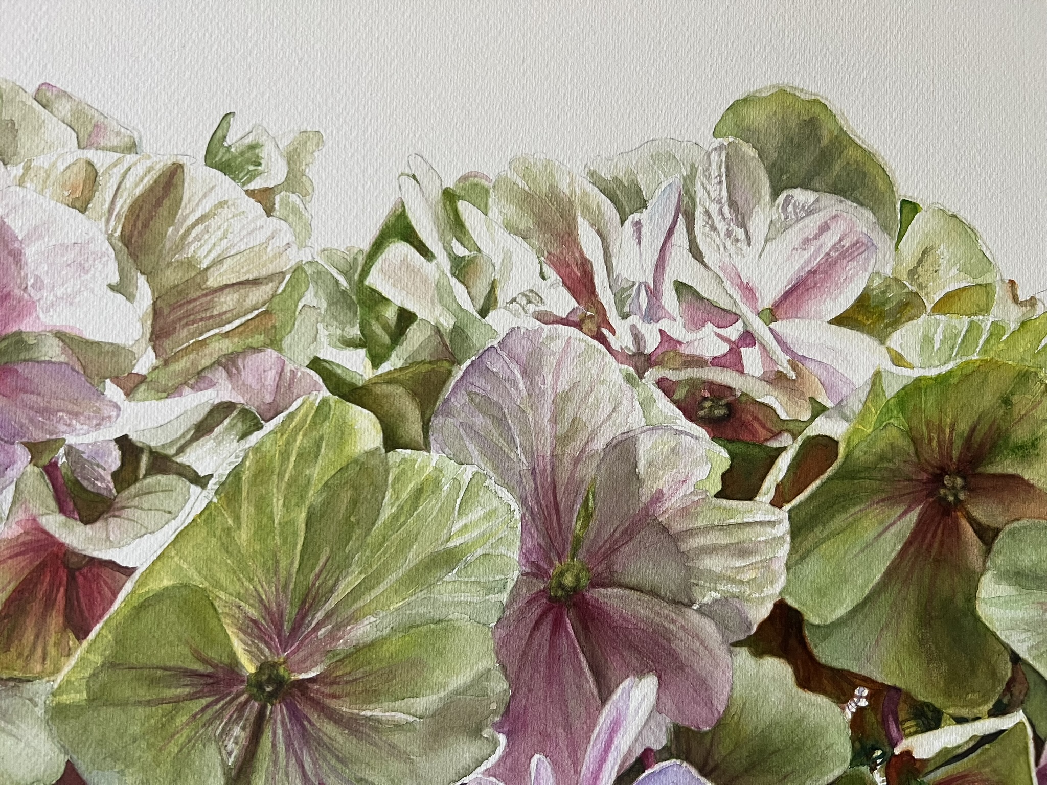 Zwei Blüten, ein Sommer – Großformatiges Hortensien-Aquarell – Bild 3