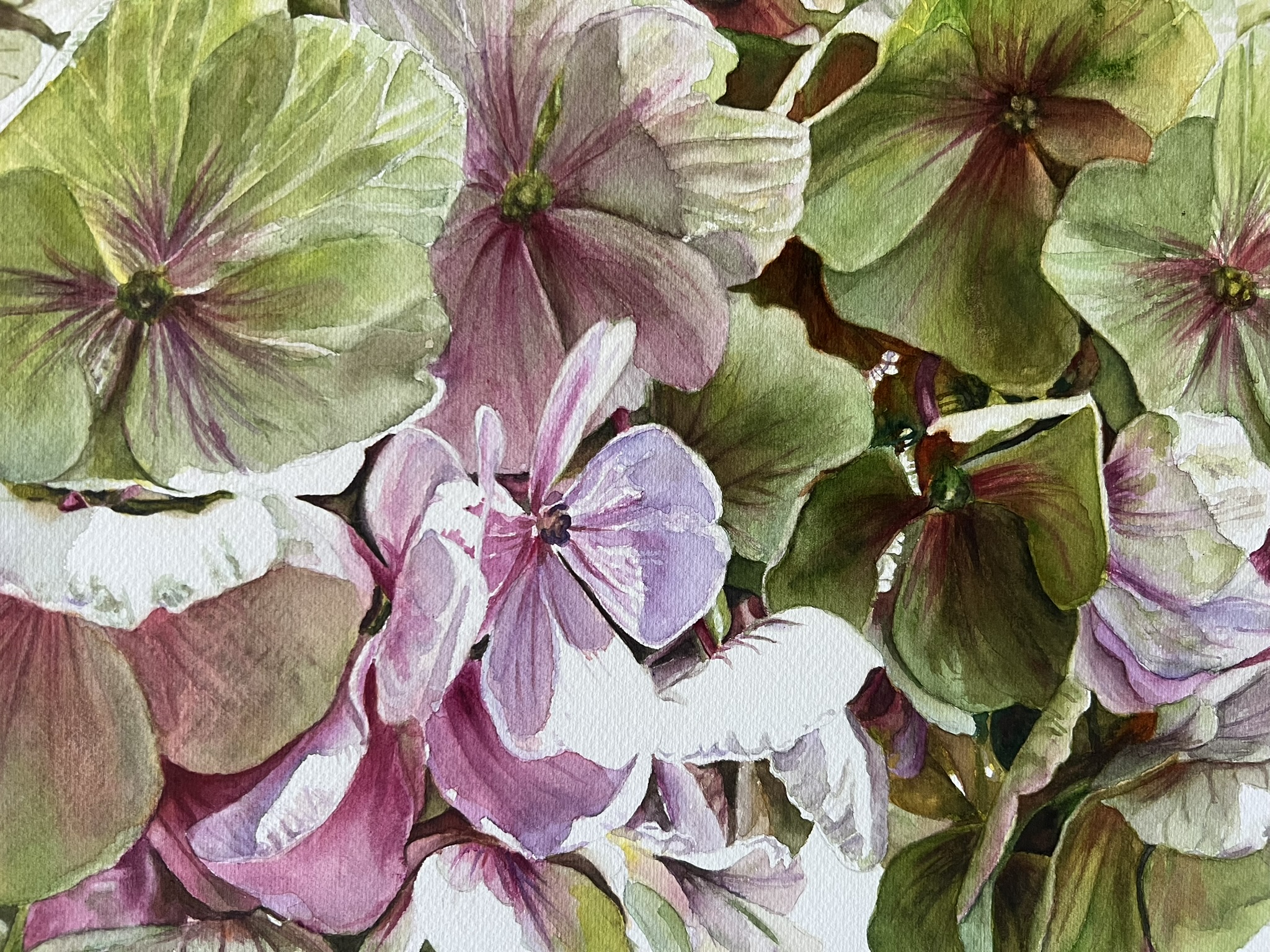 Zwei Blüten, ein Sommer – Großformatiges Hortensien-Aquarell – Bild 5