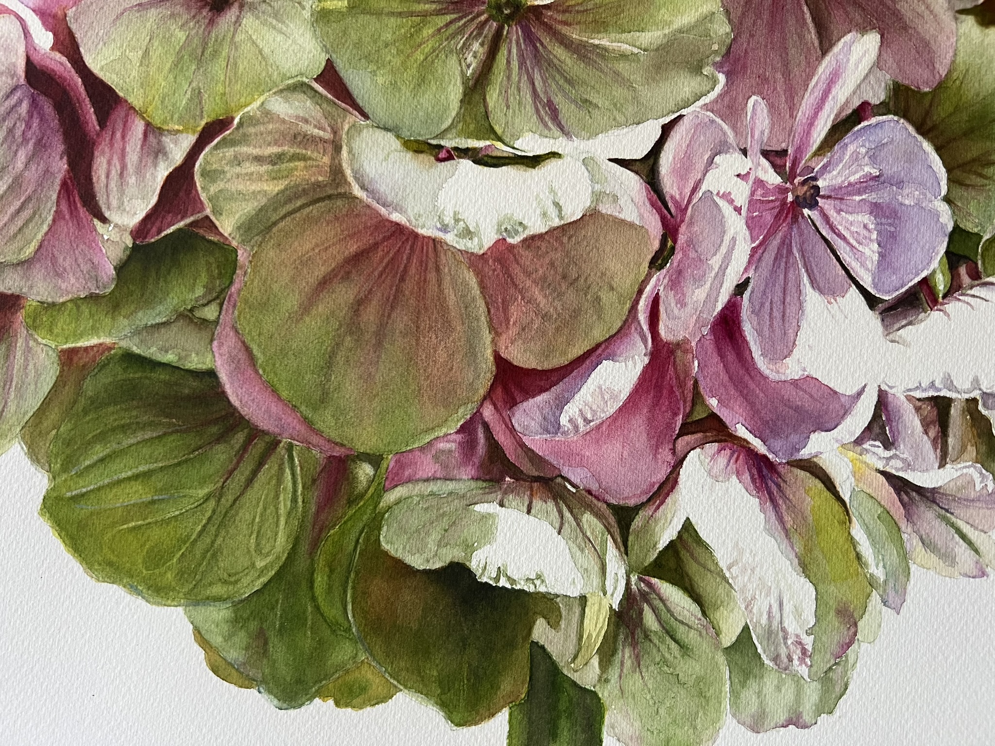 Zwei Blüten, ein Sommer – Großformatiges Hortensien-Aquarell – Bild 6