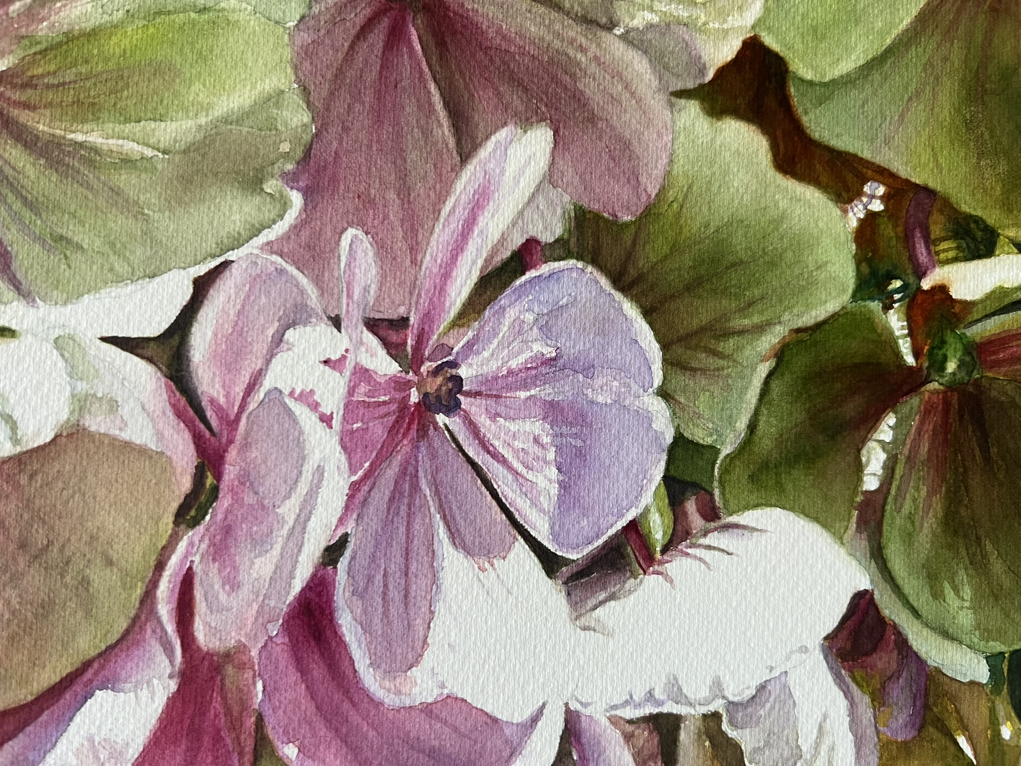 Zwei Blüten, ein Sommer – Großformatiges Hortensien-Aquarell – Bild 4