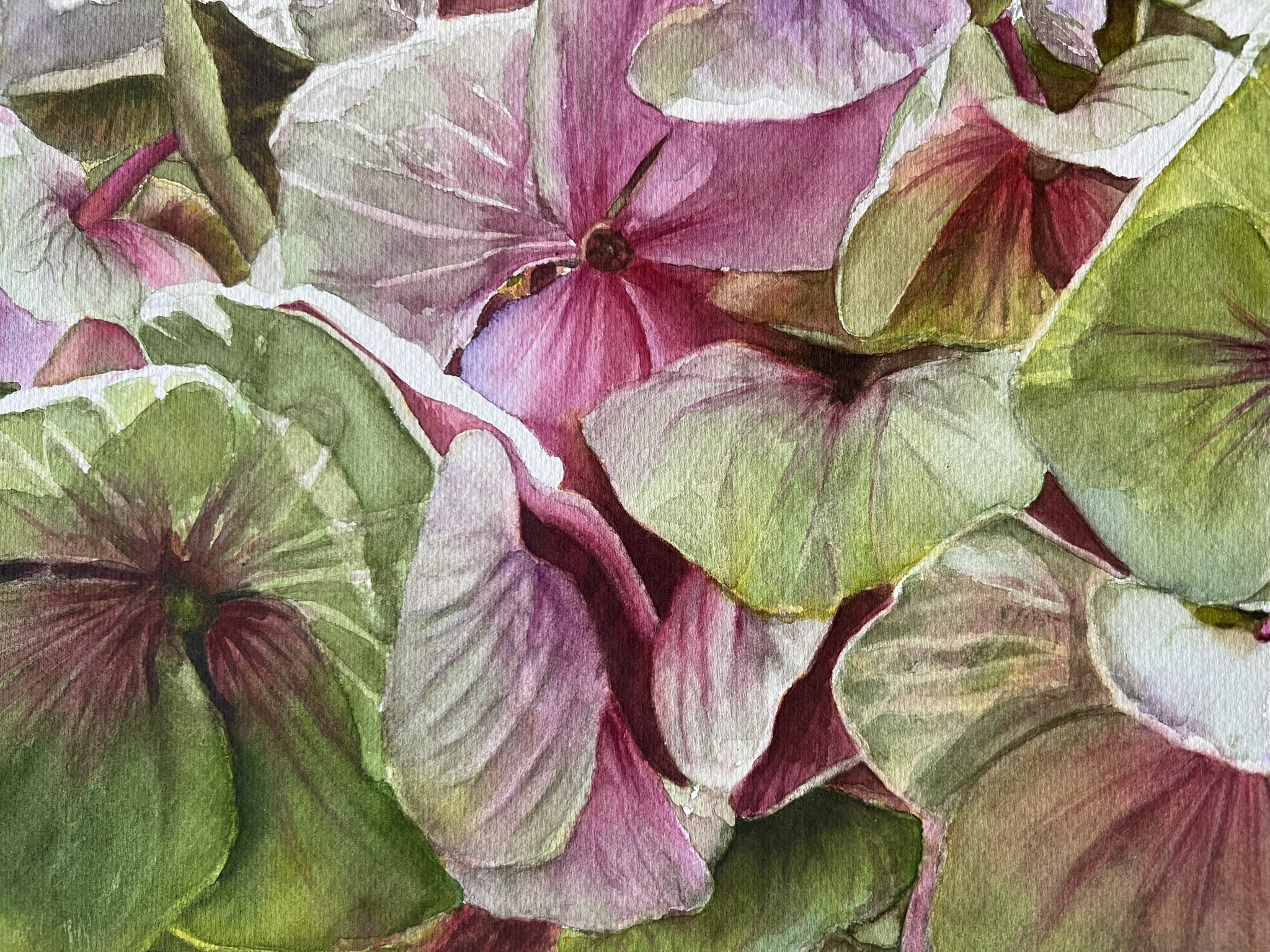 Zwei Blüten, ein Sommer – Großformatiges Hortensien-Aquarell – Bild 7