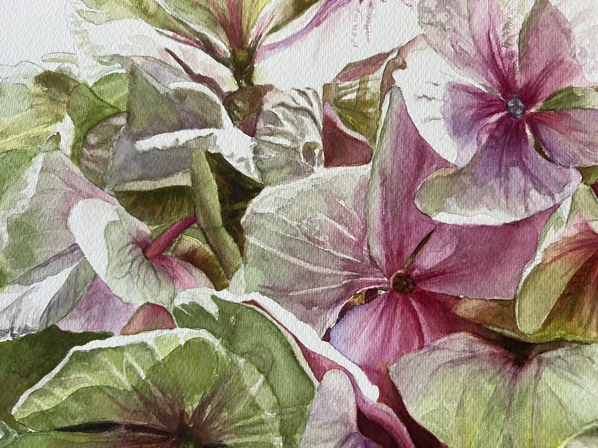 Zwei Blüten, ein Sommer – Großformatiges Hortensien-Aquarell – Bild 8