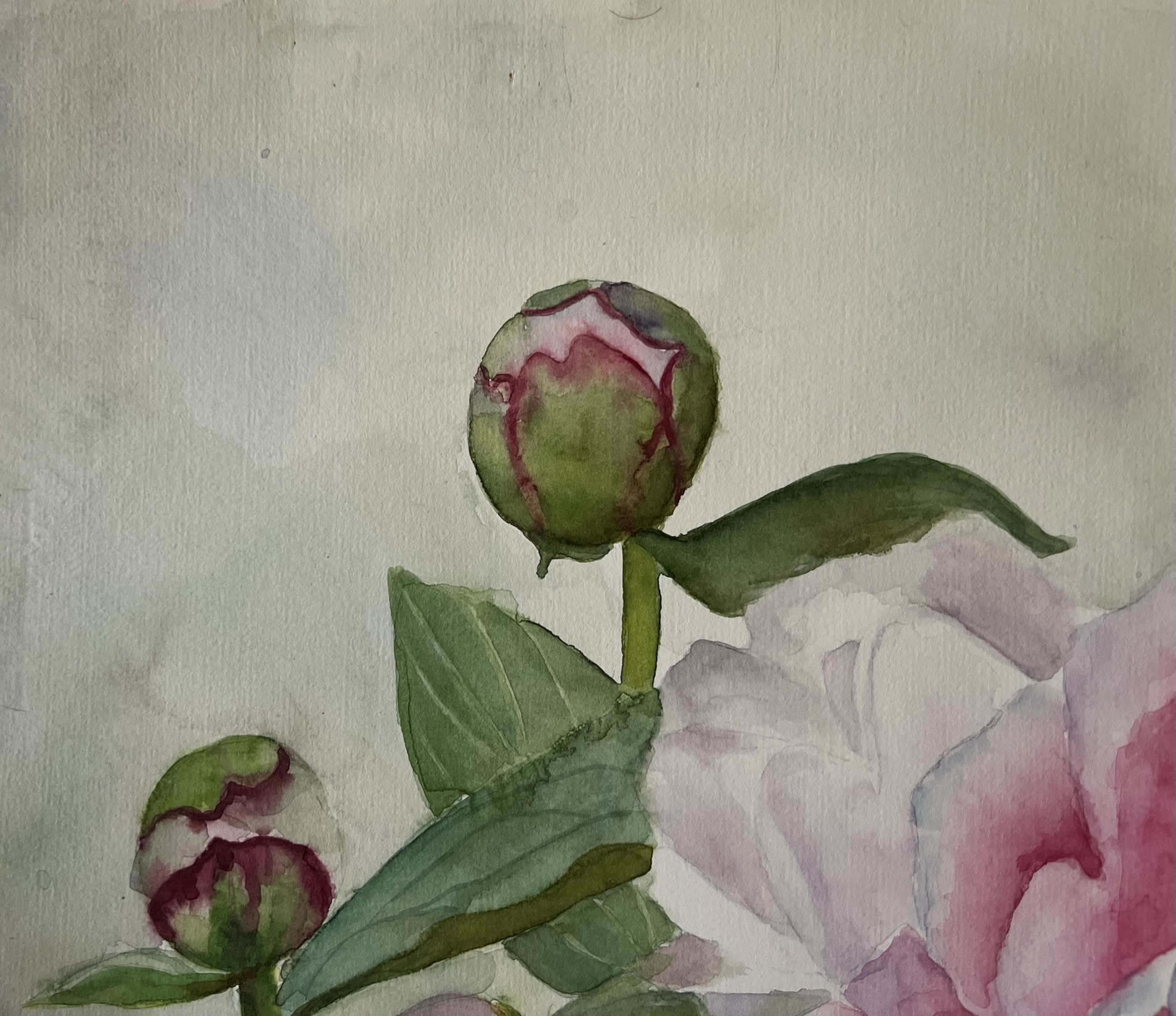Ein Versprechen des Sommers – Großformatiges Original-Aquarell einer rosa Pfingstrose – Bild 3