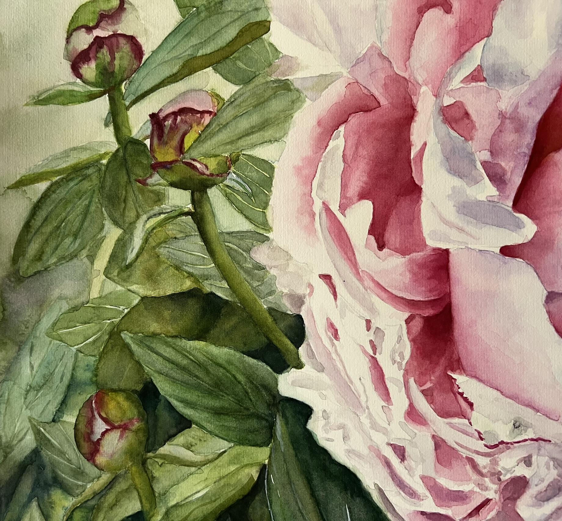 Ein Versprechen des Sommers – Großformatiges Original-Aquarell einer rosa Pfingstrose – Bild 4