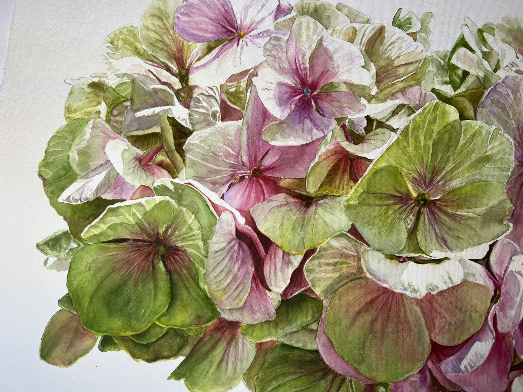 Zwei Blüten, ein Sommer – Großformatiges Hortensien-Aquarell – Bild 11