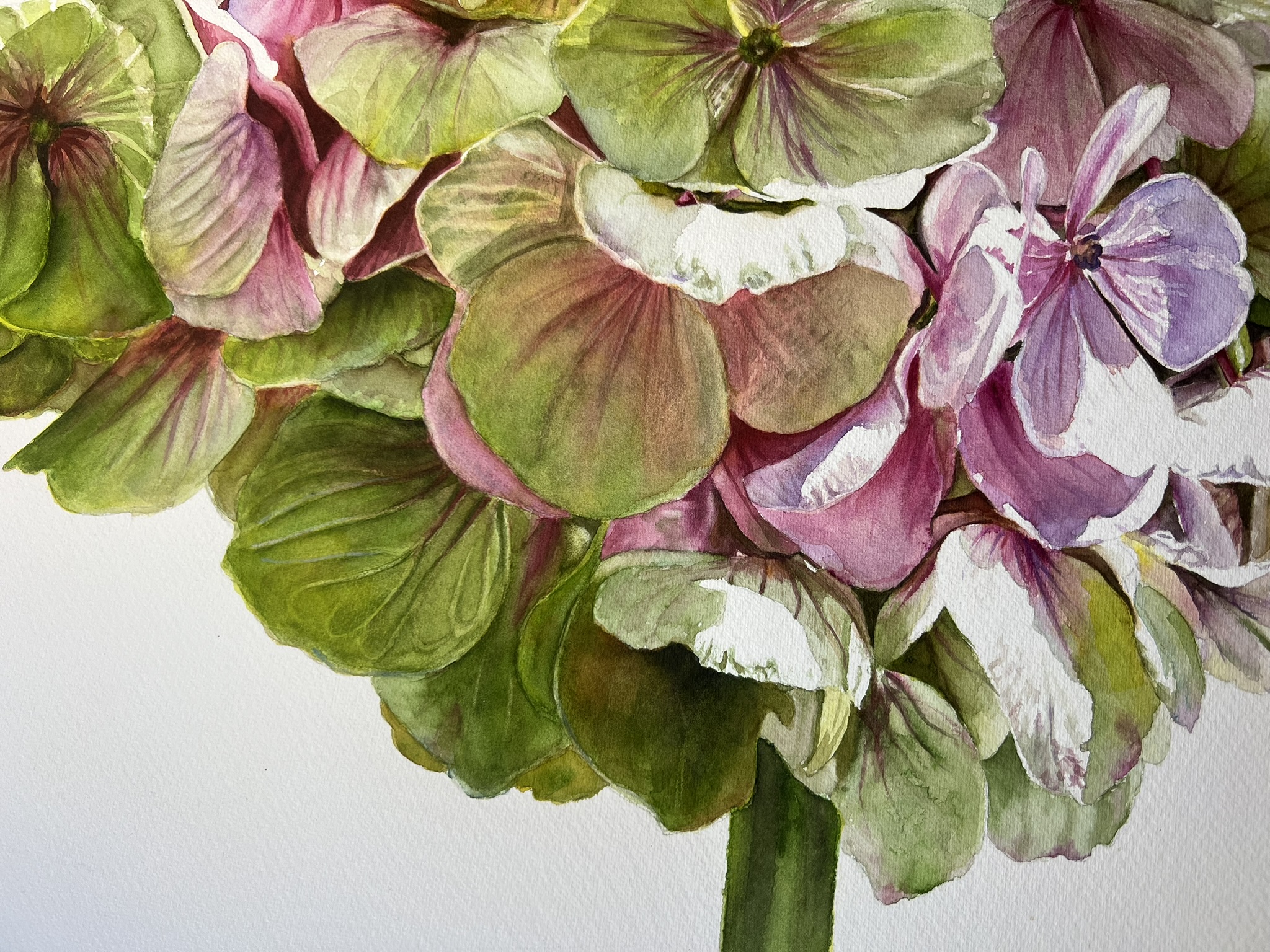 Zwei Blüten, ein Sommer – Großformatiges Hortensien-Aquarell – Bild 10