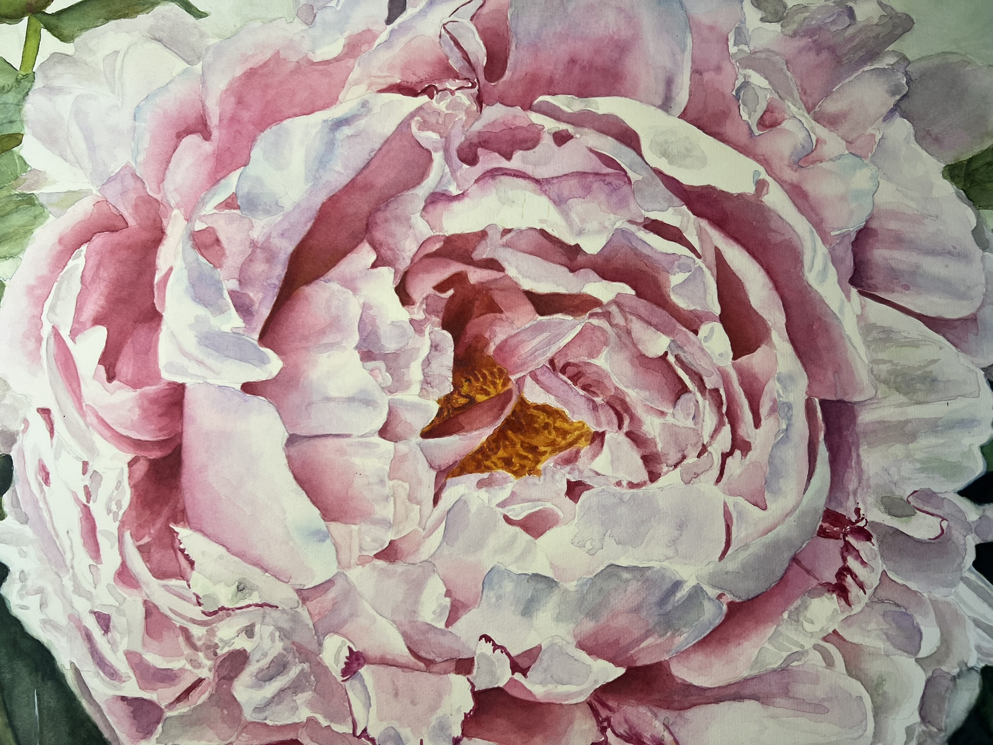 Ein Versprechen des Sommers – Großformatiges Original-Aquarell einer rosa Pfingstrose – Bild 6