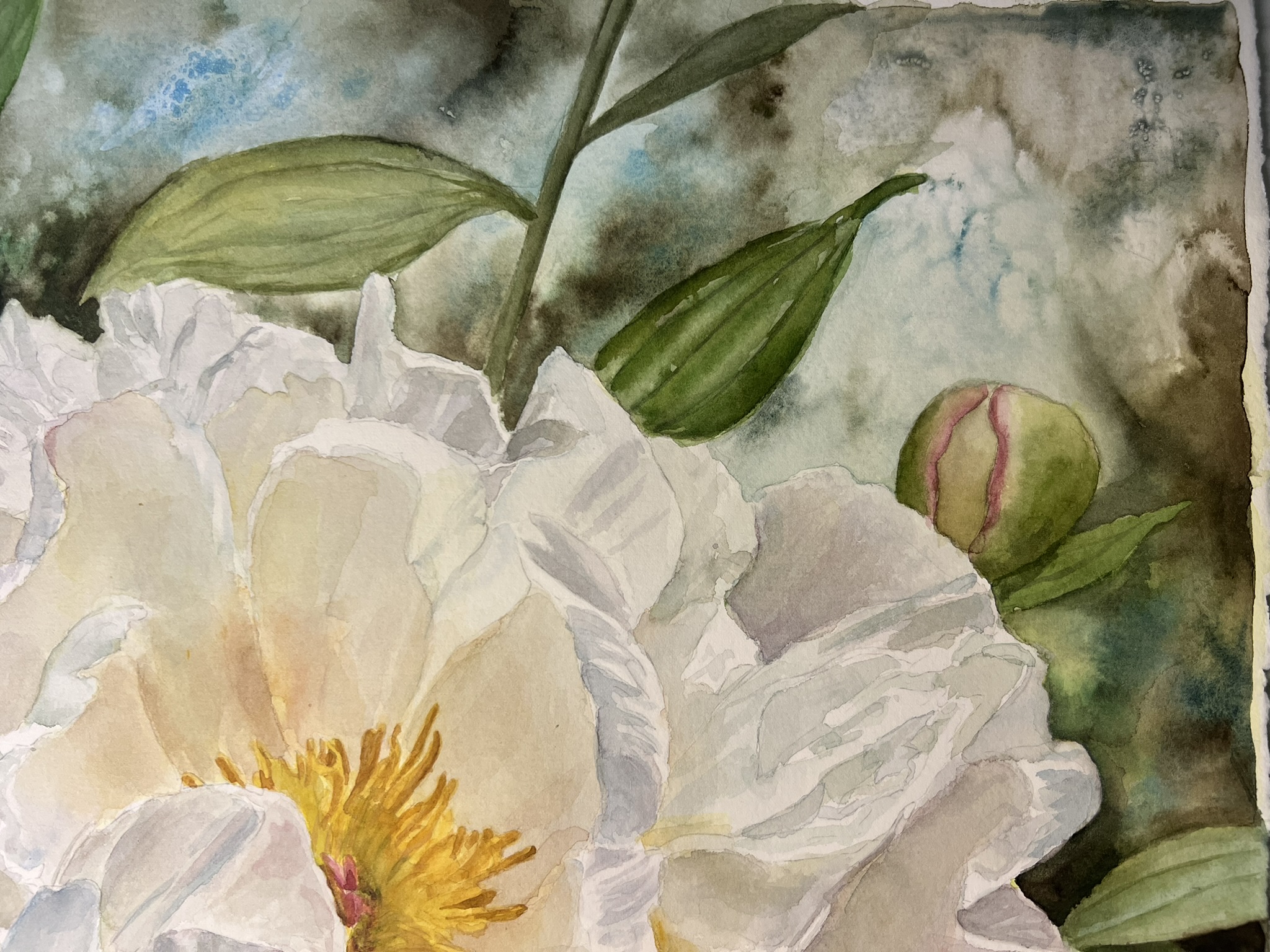 Wo Licht zur Blüte wird – Großformatiges Original-Aquarell einer weißen Pfingstrose – Bild 2