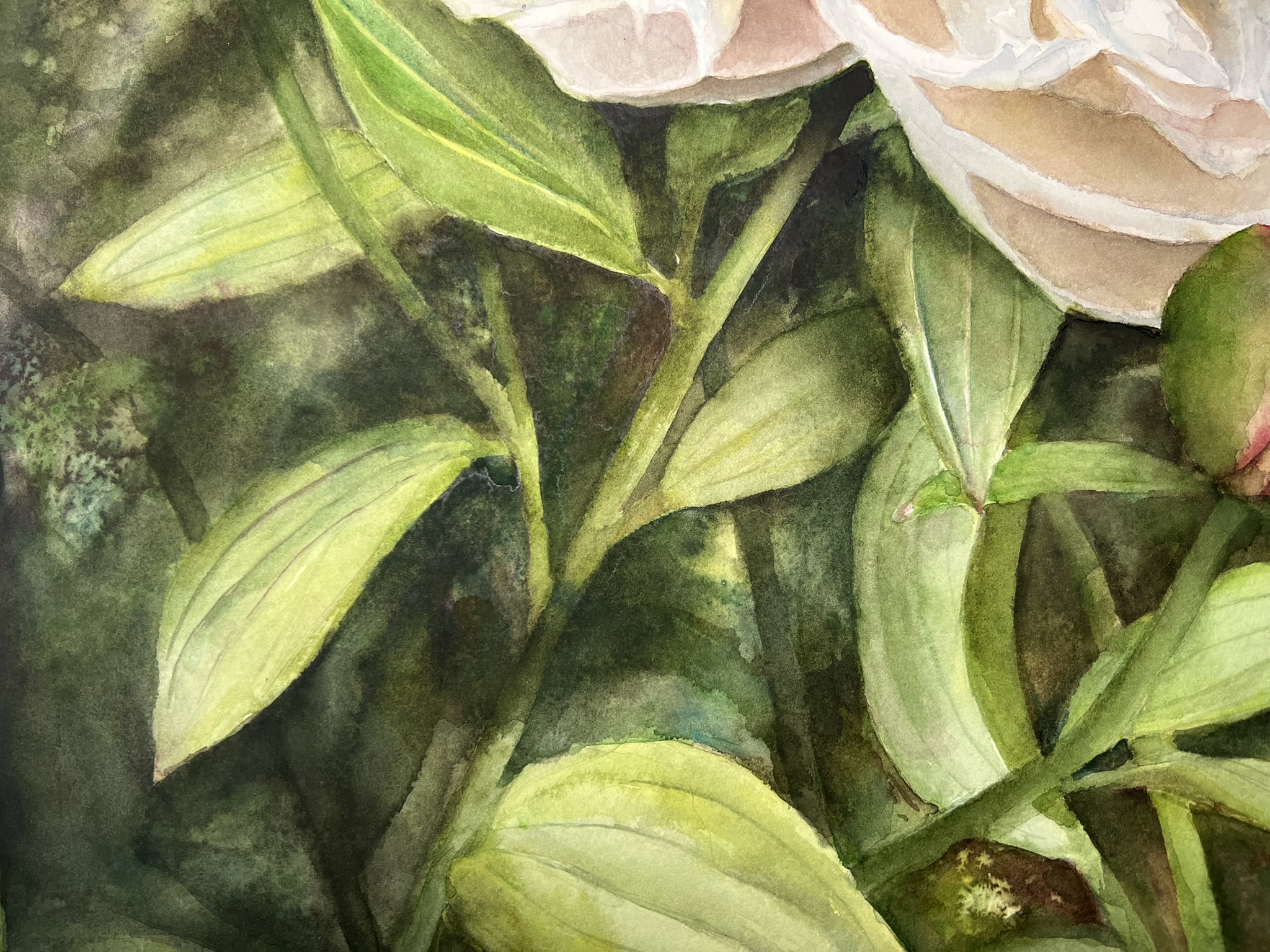 Wo Licht zur Blüte wird – Großformatiges Original-Aquarell einer weißen Pfingstrose – Bild 4