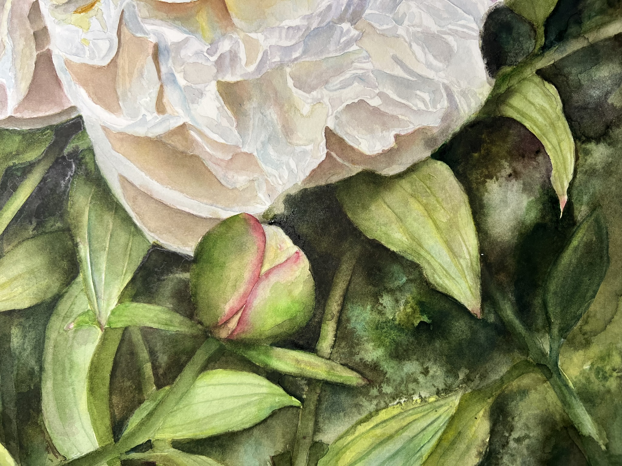 Wo Licht zur Blüte wird – Großformatiges Original-Aquarell einer weißen Pfingstrose – Bild 6