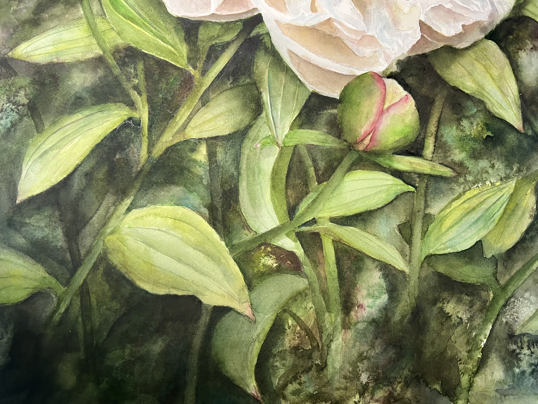 Wo Licht zur Blüte wird – Großformatiges Original-Aquarell einer weißen Pfingstrose – Bild 9