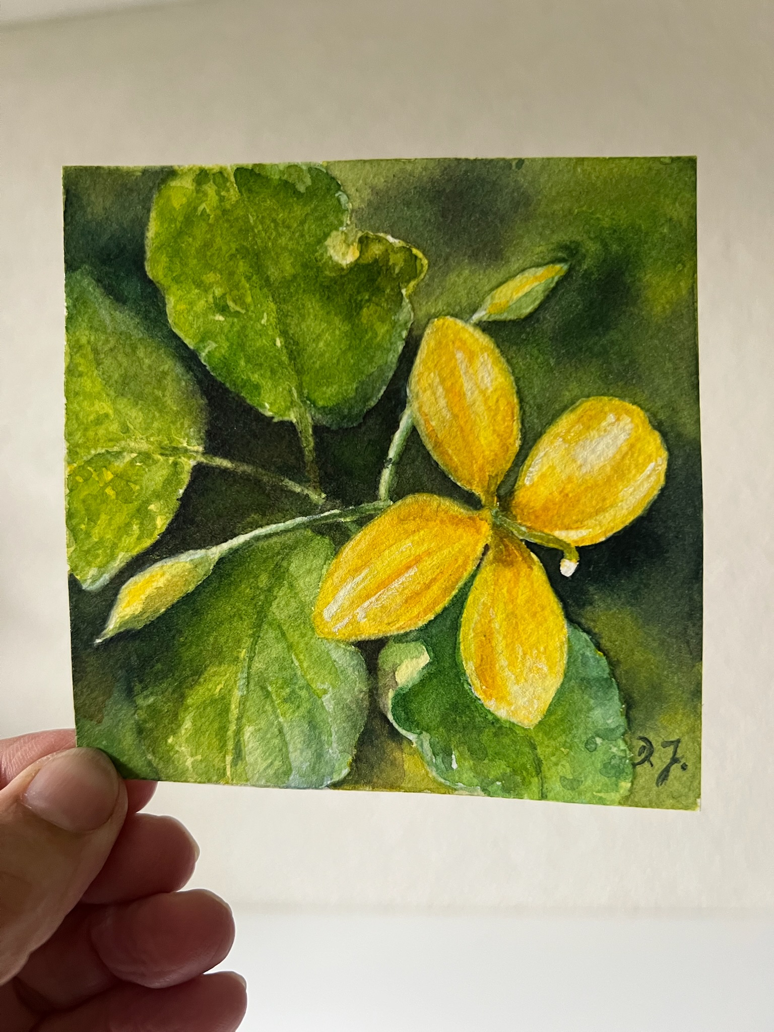 Little Floral Poem – Goldenes Schöllkraut – Bild 9