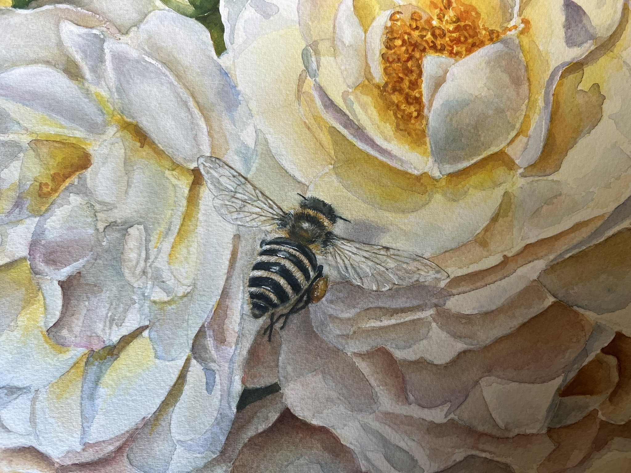 Close-up of the painted bee with translucent wings among white rose petals, watercolor by Doris Joa