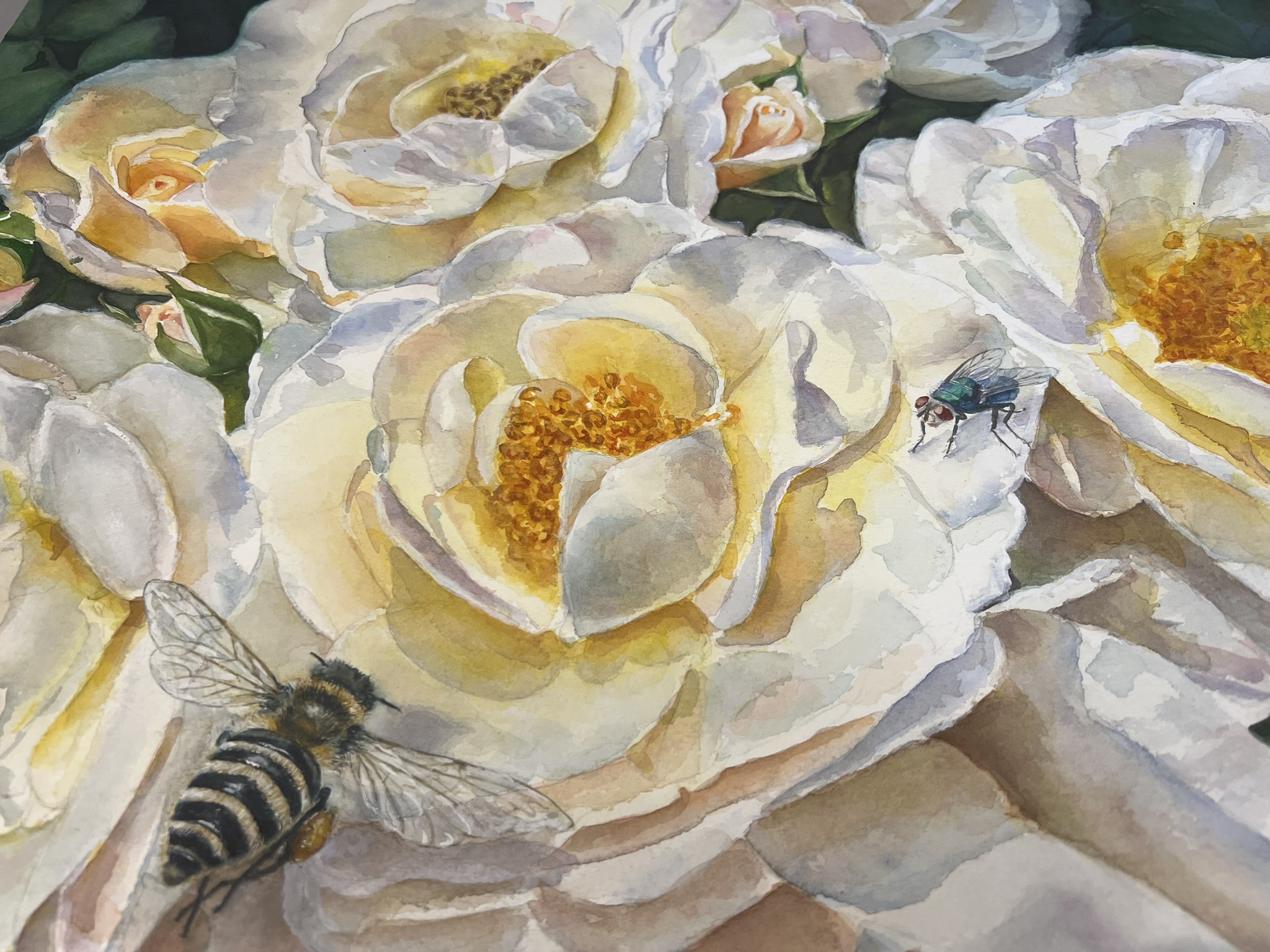 Detail of luminous white rose petals, a bee and a green fly in an original watercolor by Doris Joa