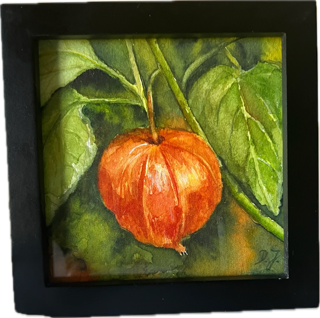 Lampionblume – Chinese Lantern – Kleines Blumenpoem – Aquarellbild