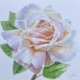 weiß-aprikosenfarbene Rose in Aquarell